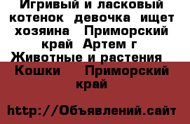 Игривый и ласковый котенок (девочка) ищет хозяина - Приморский край, Артем г. Животные и растения » Кошки   . Приморский край